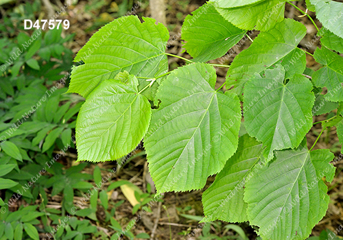 Basswood (Tilia americana)